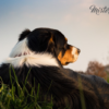 balise gps chien chasse