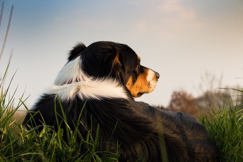 balise gps chien de chasse